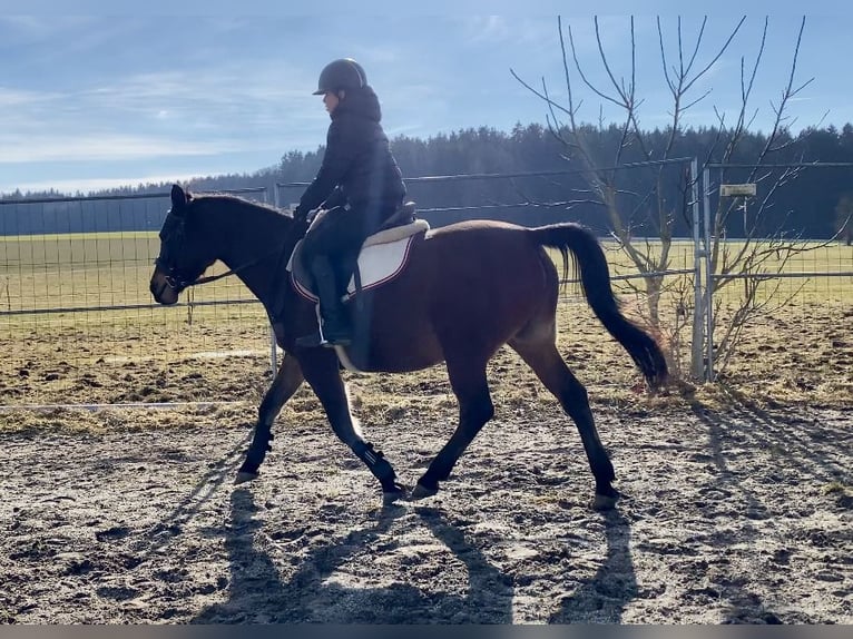 Shagya Arabian Mare 9 years 14,3 hh Brown in Deuerling