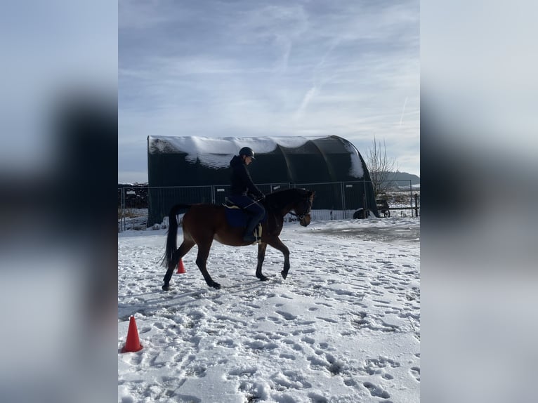 Shagya Arabian Mare 9 years 14,3 hh Brown in Deuerling