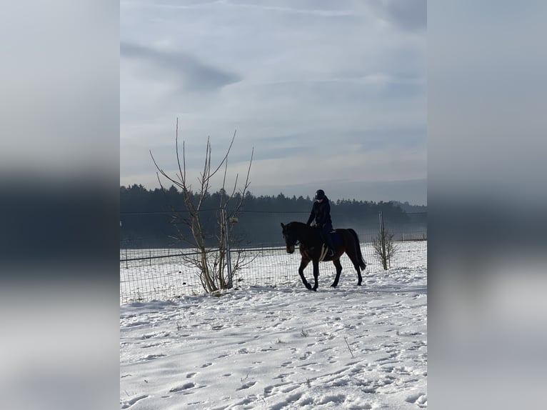 Shagya Arabian Mare 9 years 14,3 hh Brown in Deuerling