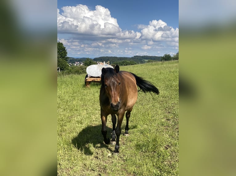 Shagya Arabian Mare 9 years 14,3 hh Brown in Deuerling