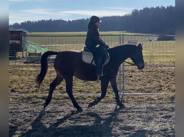 Shagya Arabian Mare 9 years 14,3 hh Brown in Deuerling