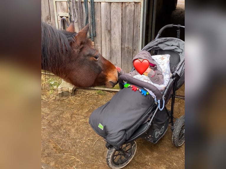 Shagya Arabian Mare 9 years 14,3 hh Brown in Deuerling