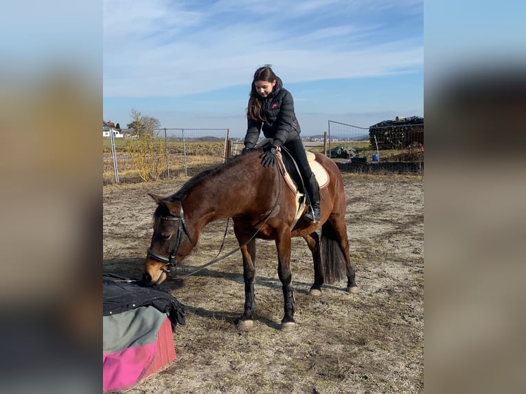 Shagya Arabian Mare 9 years 14,3 hh Brown in Deuerling