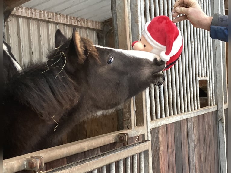 Shagya Arabian Stallion 1 year 14,3 hh Black in Dahlem