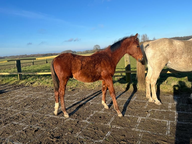 Shagya Arabian Stallion 1 year 15,1 hh Brown-Light in K&#xF6;hn