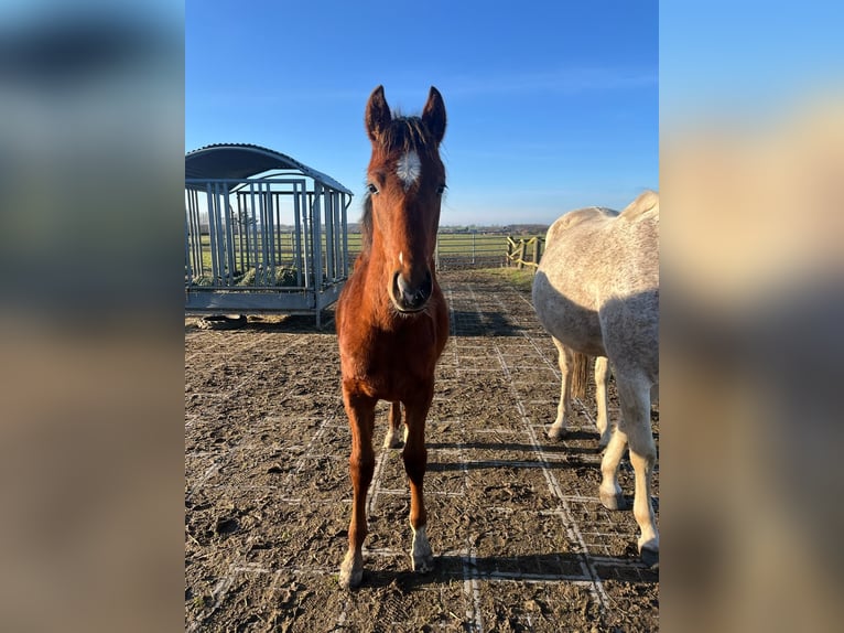 Shagya Arabian Stallion 1 year 15,1 hh Brown-Light in K&#xF6;hn