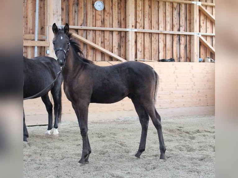 Shagya Arabian Stallion 1 year 15,2 hh Black in Tiefenbach
