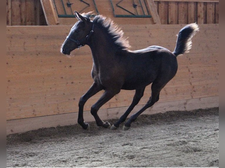 Shagya Arabian Stallion 1 year 15,2 hh Black in Tiefenbach