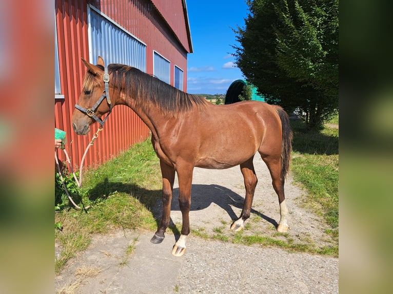 Shagya Arabian Stallion 1 year 15,1 hh Brown-Light in K&#xF6;hn