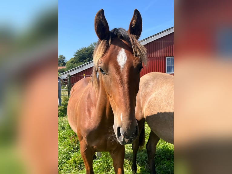 Shagya Arabian Stallion 1 year 15,1 hh Brown-Light in K&#xF6;hn