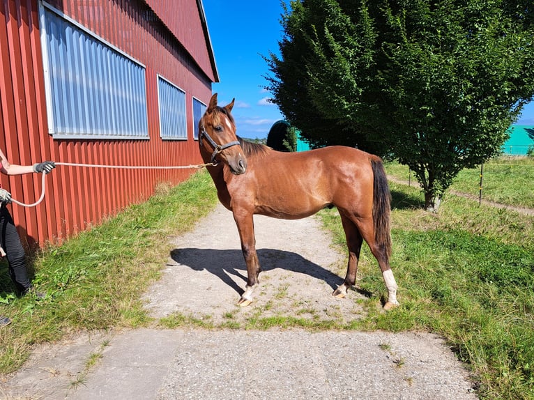 Shagya Arabian Stallion 1 year 15,1 hh Brown-Light in K&#xF6;hn