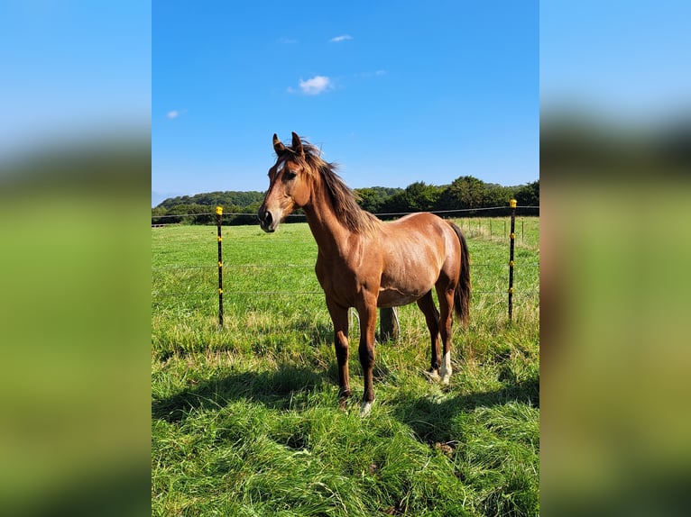 Shagya Arabian Stallion 1 year 15,1 hh Brown-Light in K&#xF6;hn
