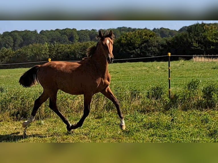 Shagya Arabian Stallion 1 year 15,1 hh Brown-Light in K&#xF6;hn