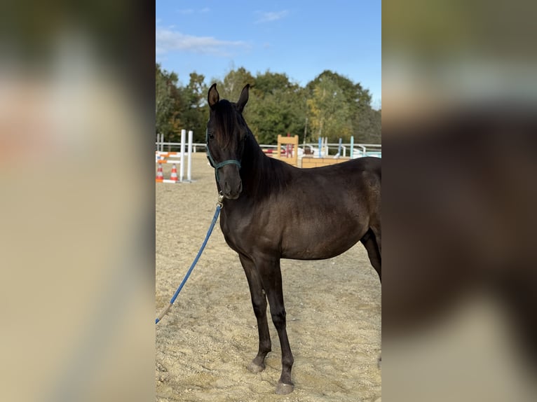 Shagya Arabian Stallion 1 year 15,2 hh Chestnut in Neuhaus in der Wart