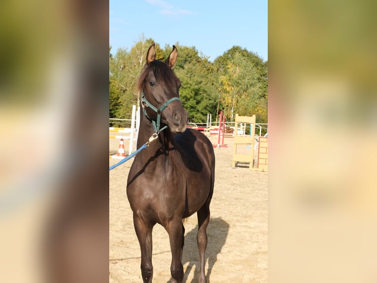 Shagya Arabian Stallion 1 year 15,2 hh Chestnut in Neuhaus in der Wart