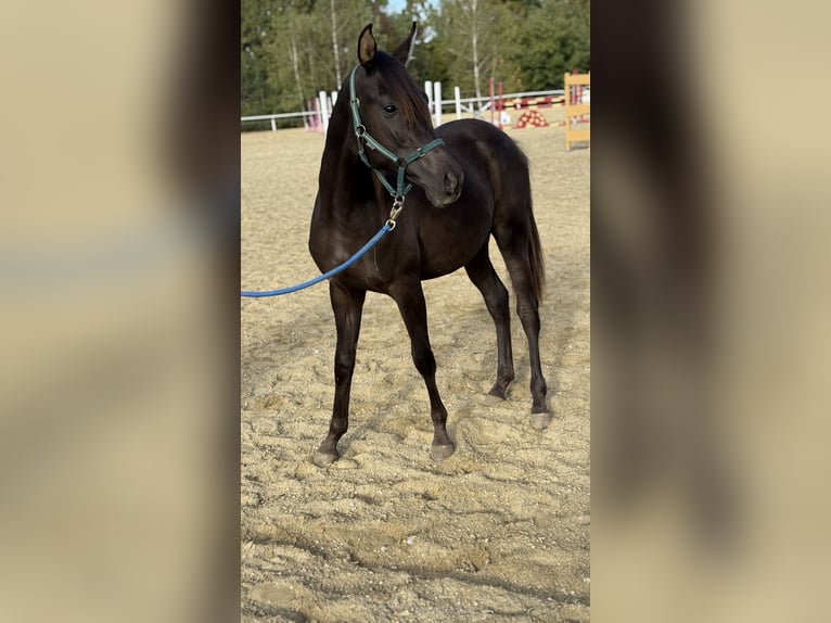 Shagya Arabian Stallion 1 year 15,2 hh Chestnut in Neuhaus in der Wart
