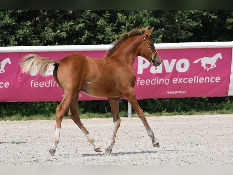 Shagya Arabian Stallion 1 year Brown in Plzen