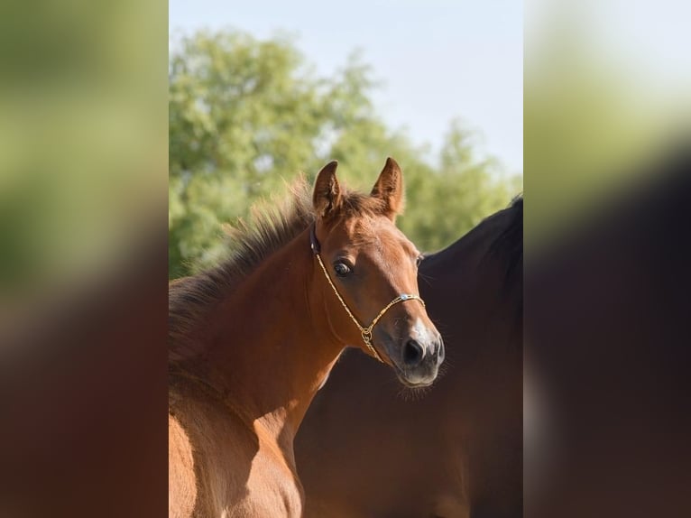 Shagya Arabian Stallion 1 year Brown in Plzen