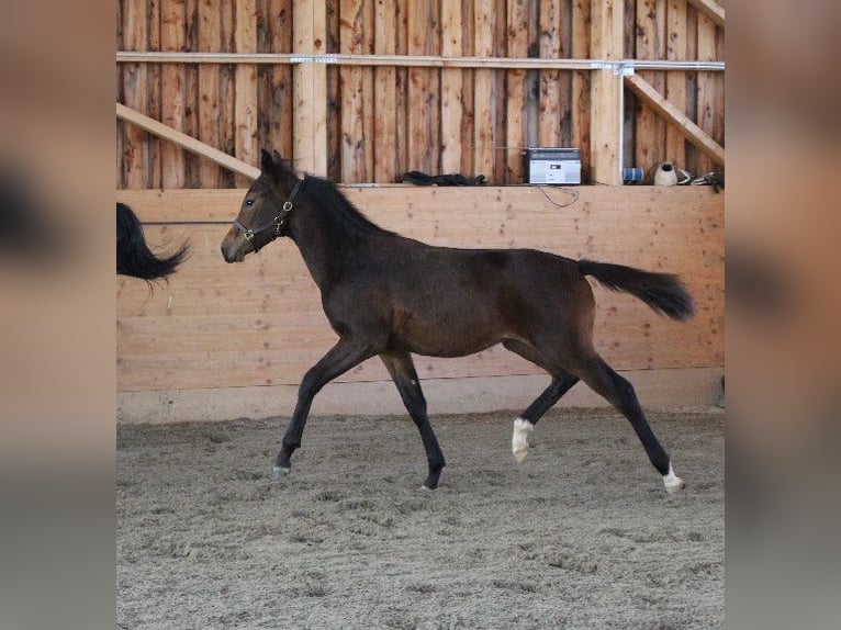 Shagya Arabian Stallion 1 year Brown in Tiefenbach