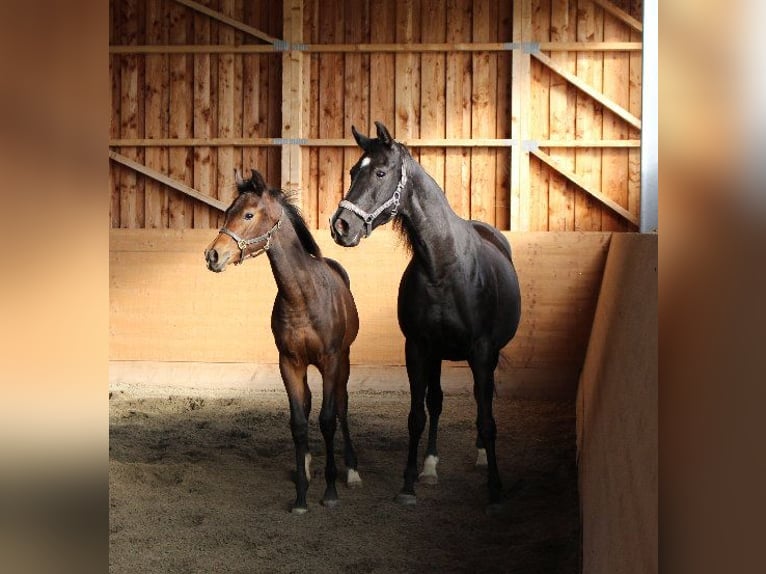 Shagya Arabian Stallion 1 year Brown in Tiefenbach