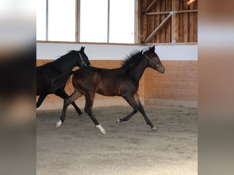 Shagya Arabian Stallion 1 year Brown in Tiefenbach