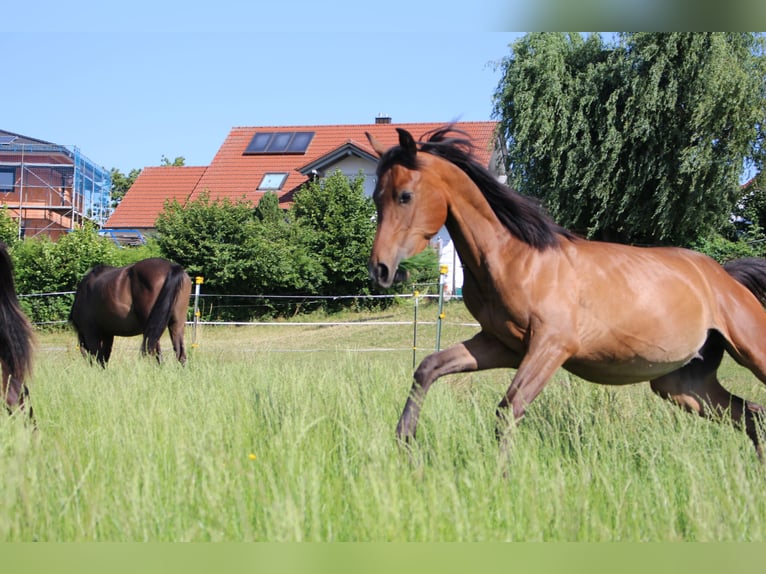 Shagya Arabian Stallion 1 year Brown in Tiefenbach