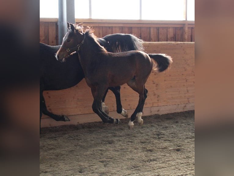 Shagya Arabian Stallion 1 year Brown in Tiefenbach