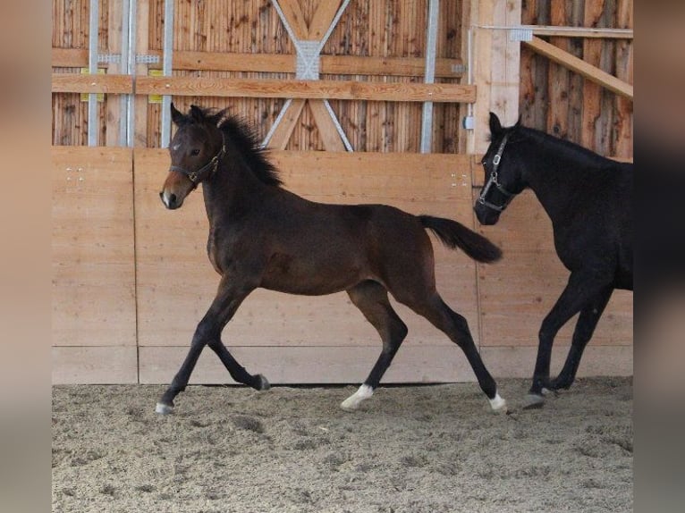 Shagya Arabian Stallion 1 year Brown in Tiefenbach