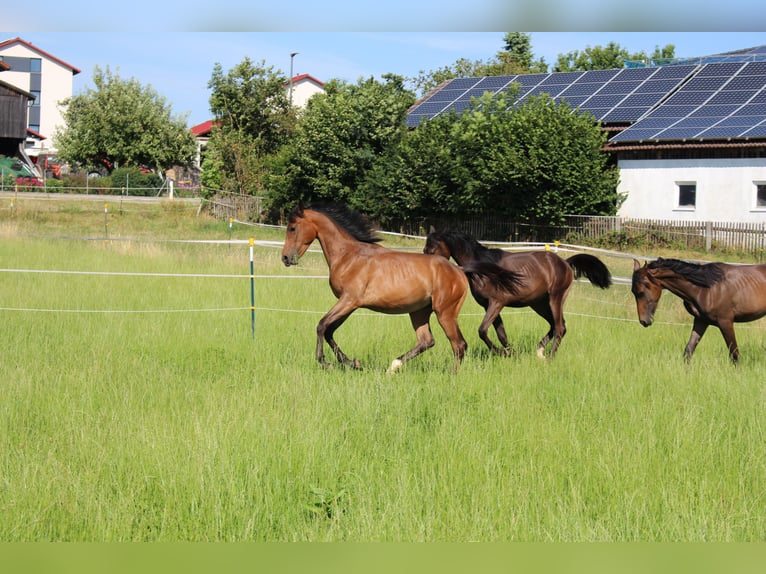 Shagya Arabian Stallion 1 year Brown in Tiefenbach