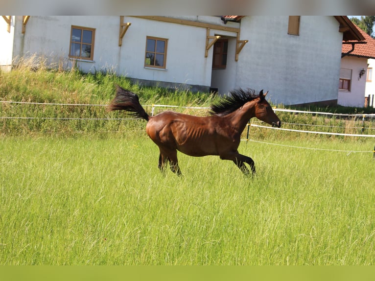Shagya Arabian Stallion 1 year Brown in Tiefenbach