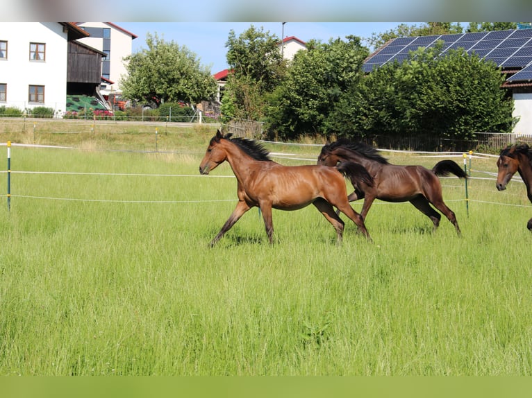 Shagya Arabian Stallion 1 year Brown in Tiefenbach