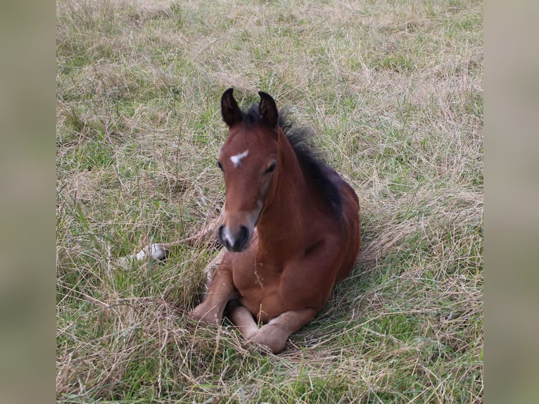 Shagya Arabian Stallion 1 year Brown in Tiefenbach