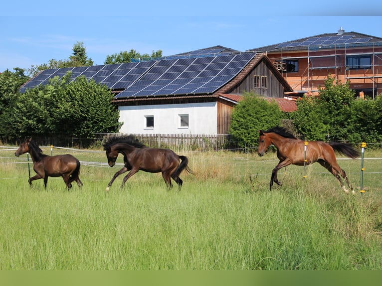 Shagya Arabian Stallion 1 year Brown in Tiefenbach