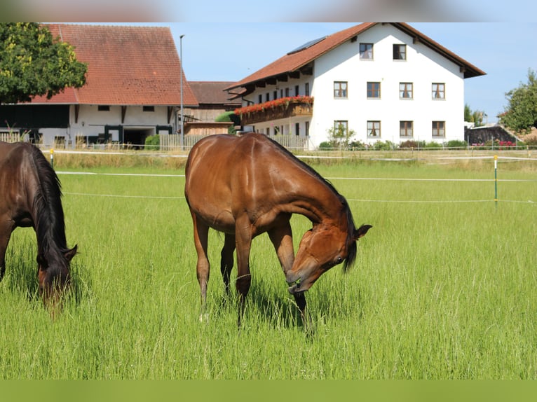 Shagya Arabian Stallion 1 year Brown in Tiefenbach