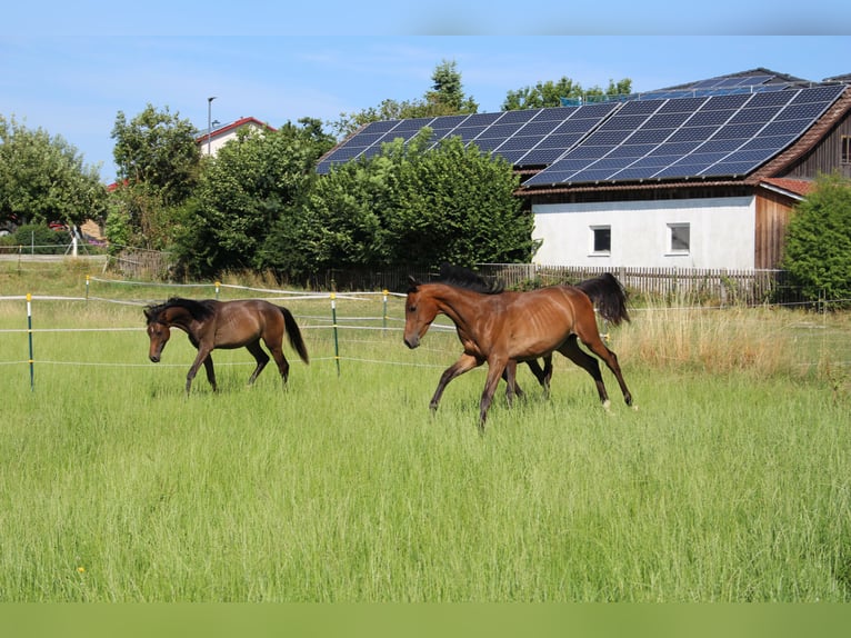 Shagya Arabian Stallion 1 year Brown in Tiefenbach