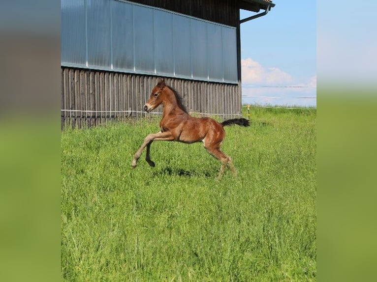 Shagya Arabian Stallion 1 year Brown in Tiefenbach