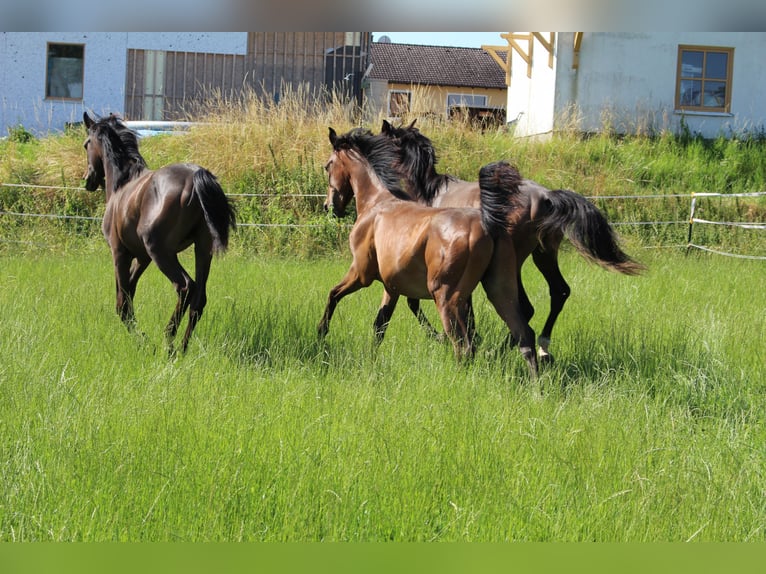 Shagya Arabian Stallion 1 year Brown in Tiefenbach