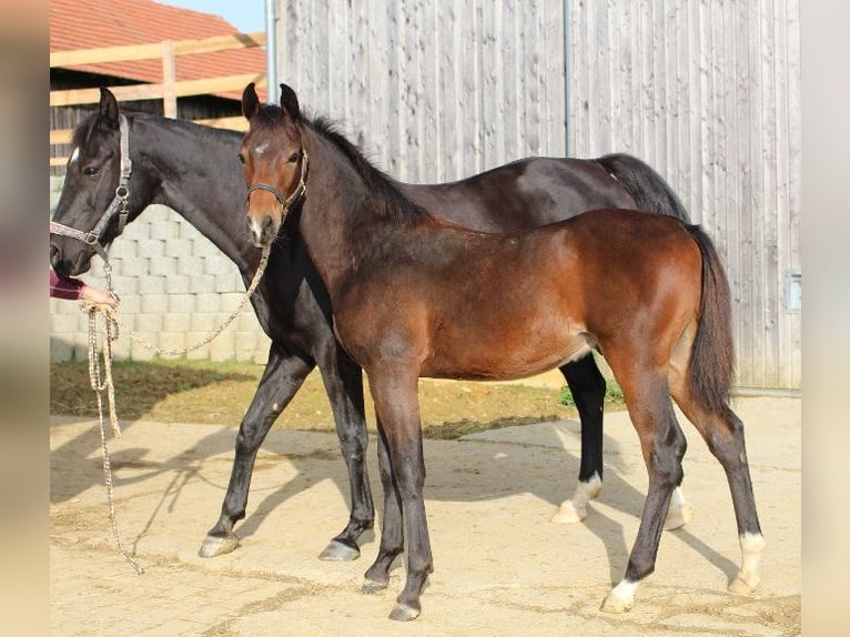 Shagya Arabian Stallion 1 year Brown in Tiefenbach