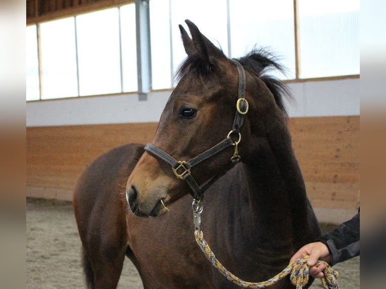 Shagya Arabian Stallion 1 year Brown in Tiefenbach