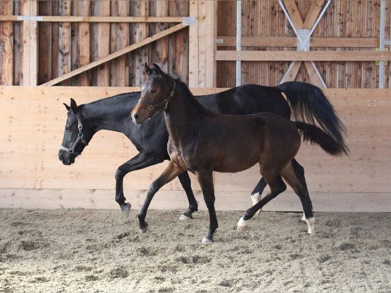 Shagya Arabian Stallion 1 year Brown in Tiefenbach