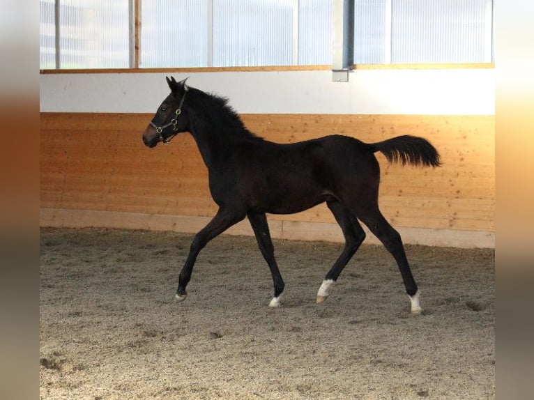 Shagya Arabian Stallion 1 year Brown in Tiefenbach