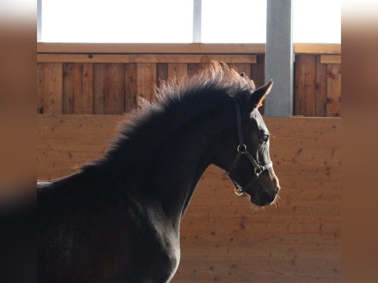 Shagya Arabian Stallion 1 year Brown in Tiefenbach