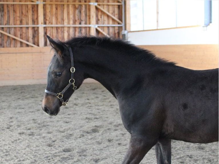 Shagya Arabian Stallion 1 year Brown in Tiefenbach