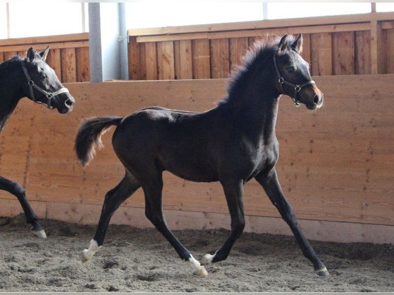 Shagya Arabian Stallion 1 year Brown in Tiefenbach