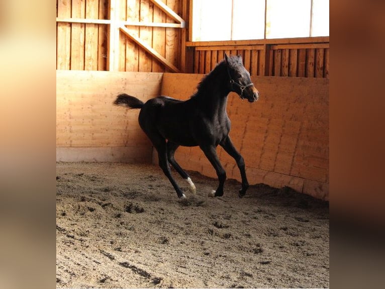 Shagya Arabian Stallion 1 year Brown in Tiefenbach