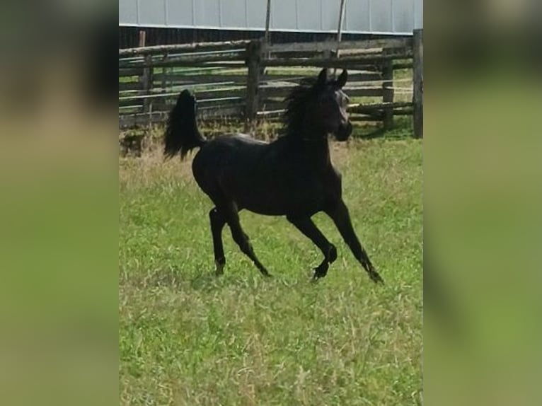 Shagya Arabian Stallion 1 year Brown in Tiefenbach