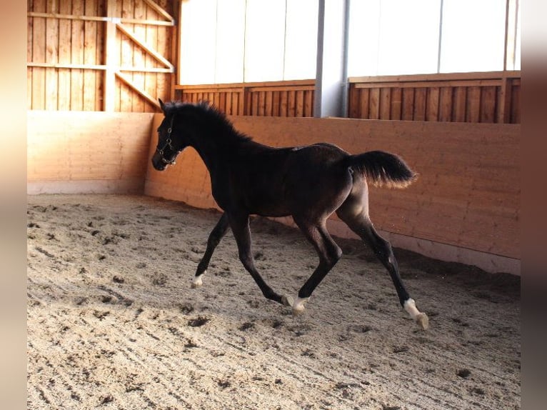 Shagya Arabian Stallion 1 year Brown in Tiefenbach