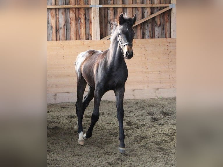 Shagya Arabian Stallion 1 year Brown in Tiefenbach