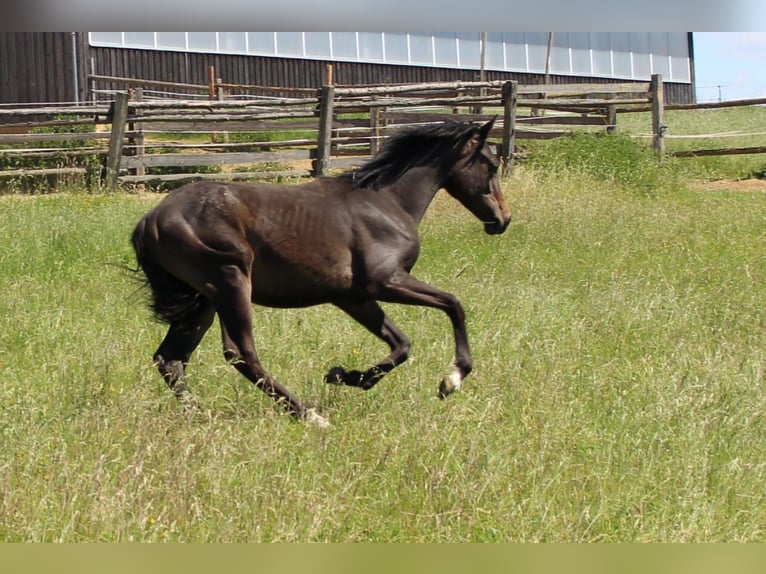 Shagya Arabian Stallion 1 year Brown in Tiefenbach