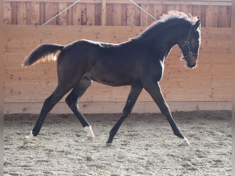 Shagya Arabian Stallion 1 year Brown in Tiefenbach